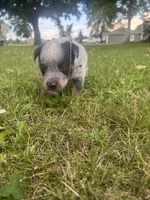 Pickles , a male Australian Cattle Dog for sale in Kendallville, IN – 4 of 10