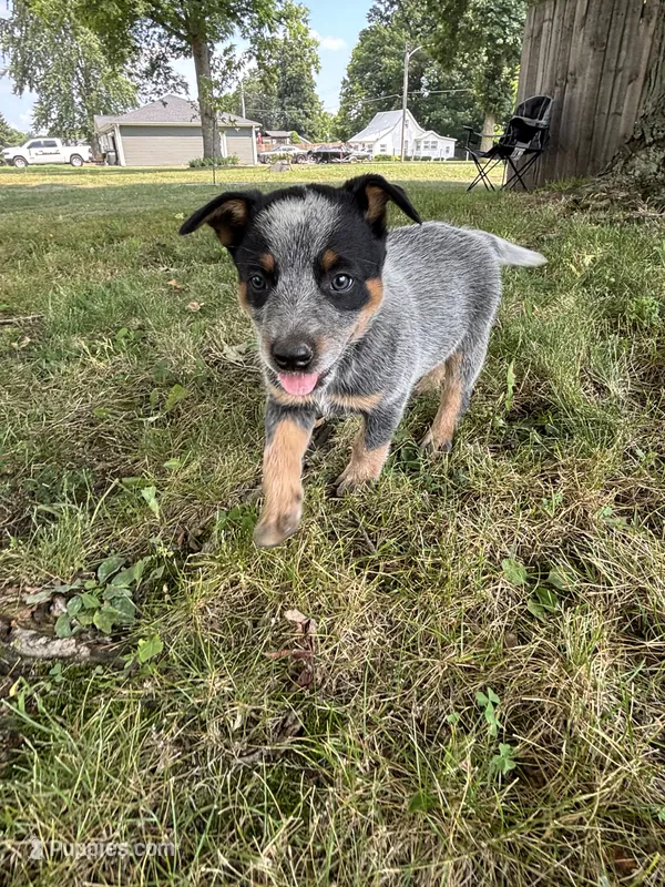 Steve – Australian Cattle Dog puppy for sale in Kendallville, IN