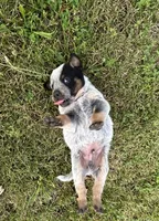 Chief, a male Australian Cattle Dog for sale in Kendallville, IN – 2 of 9