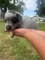 Rosita, a female Australian Cattle Dog for sale in Kendallville, IN – 5 of 7