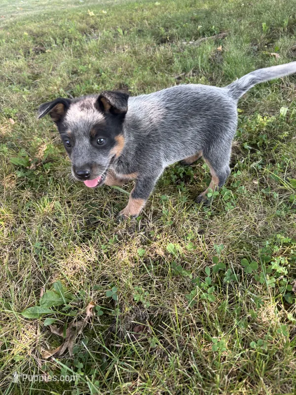 Rosita – Australian Cattle Dog puppy for sale in Kendallville, IN