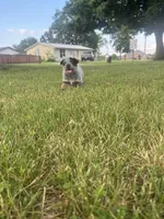 Sally, a female Australian Cattle Dog for sale in Kendallville, IN – 3 of 10