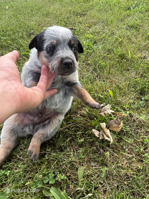Chief – Australian Cattle Dog puppy for sale in Kendallville, IN