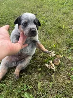 Chief, a male Australian Cattle Dog for sale in Kendallville, IN – 1 of 9