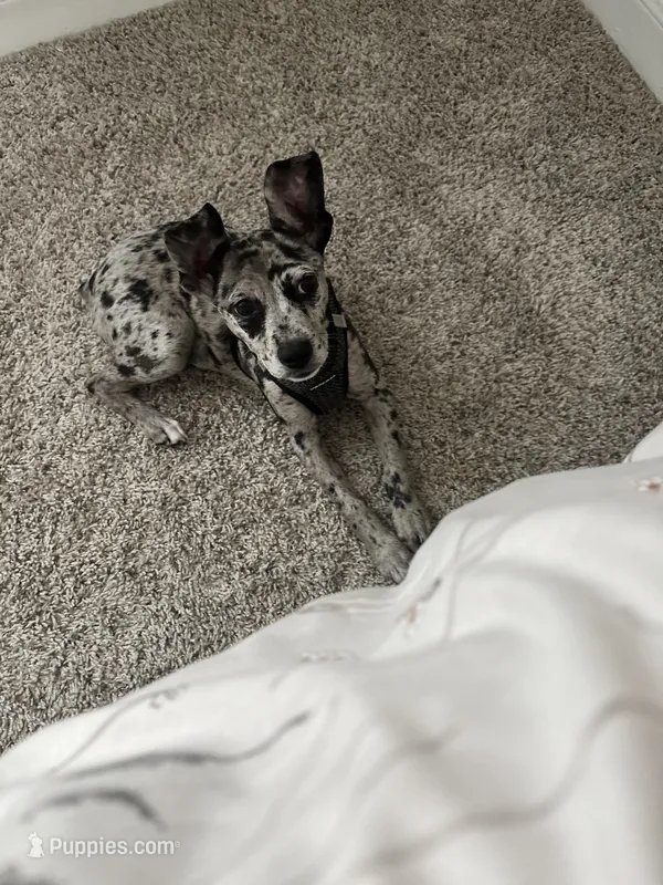 Ozzy – Rat Terrier, Miniature Australian Shepherd puppy for sale in Katy, TX