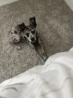 Ozzy, a male Rat Terrier and Miniature Australian Shepherd for sale in Katy, TX – 1 of 5