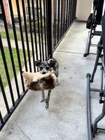 Ozzy, a male Rat Terrier and Miniature Australian Shepherd for sale in Katy, TX – 5 of 5