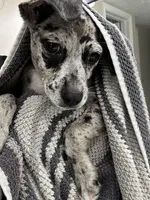 Ozzy, a male Rat Terrier and Miniature Australian Shepherd for sale in Katy, TX – 2 of 5