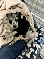 Ozzy, a male Rat Terrier and Miniature Australian Shepherd for sale in Katy, TX – 3 of 5