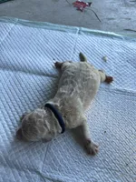 Males, a male Goldendoodle for sale in Salisbury, MD – 5 of 6