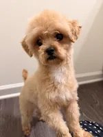 Suga, a female Shihpoo for sale in Spartanburg, SC – 3 of 4
