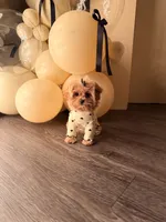 Suga, a female Shihpoo for sale in Spartanburg, SC – 2 of 4