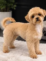Suga, a female Shihpoo for sale in Spartanburg, SC – 1 of 4