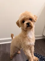 Suga, a female Shihpoo for sale in Spartanburg, SC – 4 of 4