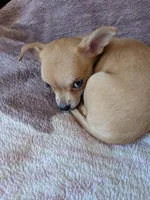 Maya, a female Chihuahua for sale in Milpitas, CA – 4 of 5