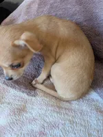 Maya, a female Chihuahua for sale in Milpitas, CA – 3 of 5