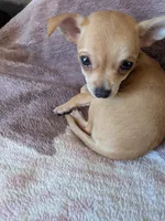 Maya, a female Chihuahua for sale in Milpitas, CA – 2 of 5