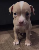 American Bully Pup, a male American Bully for sale in San Antonio, TX – 2 of 5