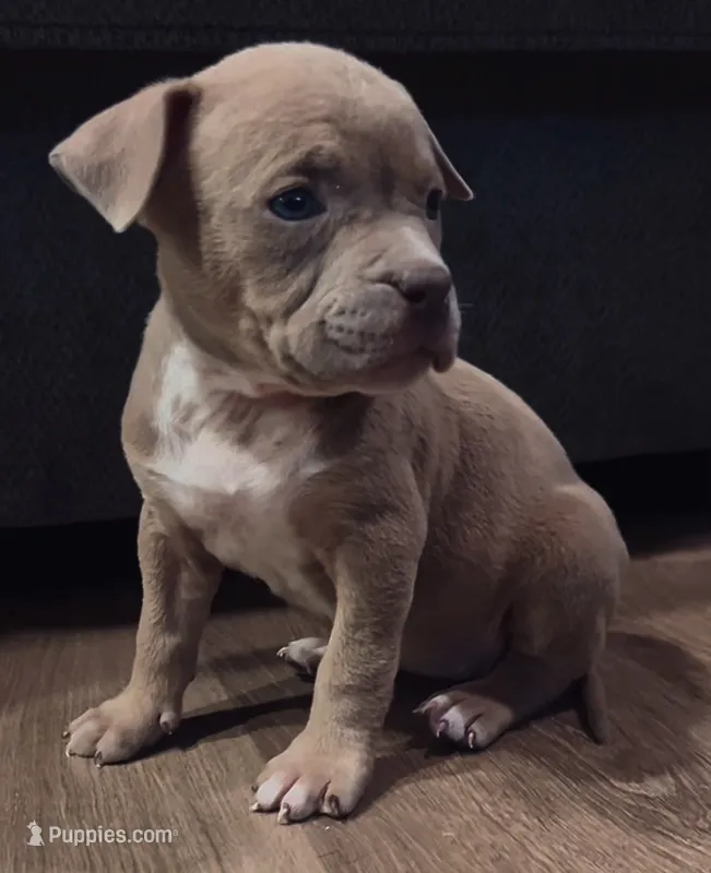 American Bully Pup – American Bully puppy for sale in San Antonio, TX