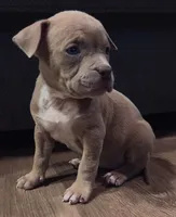 American Bully Pup, a female American Bully for sale in San Antonio, TX – 1 of 2