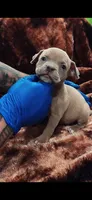 American Bully Pup, a female American Bully for sale in San Antonio, TX – 2 of 2