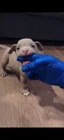 American Bully Pup Male, a male American Bully for sale in San Antonio, TX – 3 of 3