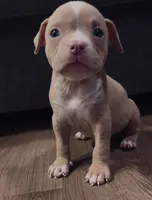American Bully Pup, a male American Bully for sale in San Antonio, TX – 3 of 5