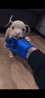 American Bully Pup Male, a male American Bully for sale in San Antonio, TX – 2 of 3