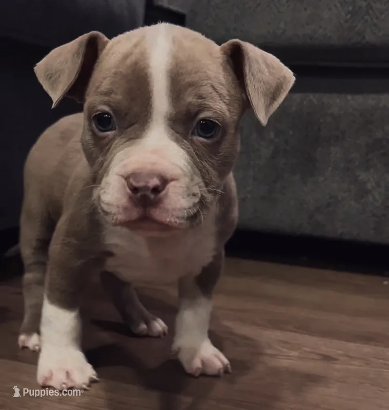 American Bully Pup – American Bully puppy for sale in San Antonio, TX