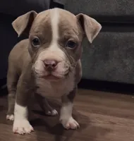 American Bully Pup, a male American Bully for sale in San Antonio, TX – 1 of 2