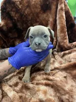 American Bully Pup, a female American Bully for sale in San Antonio, TX – 3 of 4
