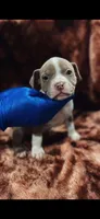 American Bully Pup, a male American Bully for sale in San Antonio, TX – 2 of 2