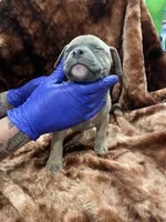American Bully Pup, a female American Bully for sale in San Antonio, TX – 4 of 4