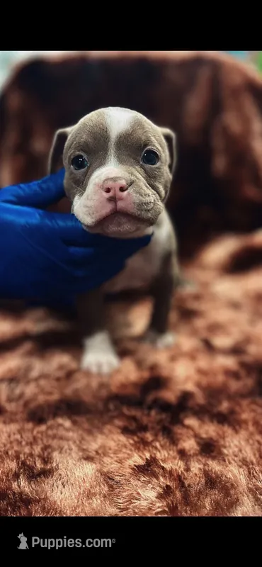 American Bully Pup Male – American Bully puppy for sale in San Antonio, TX