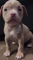 American Bully Pup, a male American Bully for sale in San Antonio, TX – 5 of 5