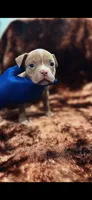 American Bully Pup, a male American Bully for sale in San Antonio, TX – 4 of 5