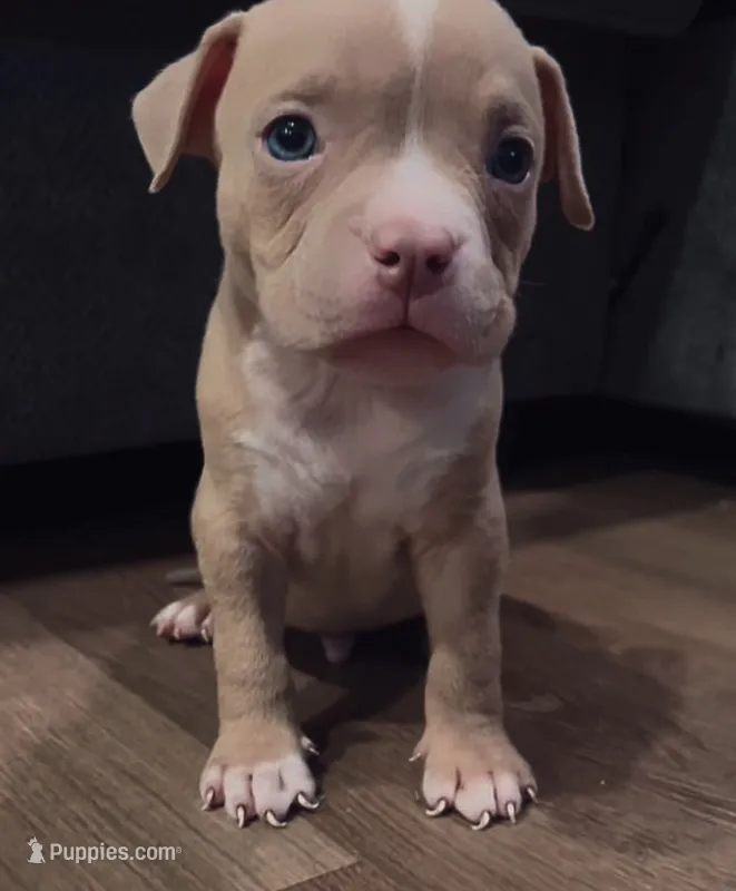 American Bully Pup – American Bully puppy for sale in San Antonio, TX