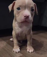 American Bully Pup, a male American Bully for sale in San Antonio, TX – 1 of 5