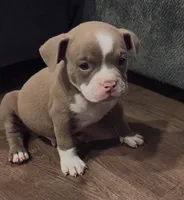 American Bully Pup Male, a male American Bully for sale in San Antonio, TX – 2 of 2