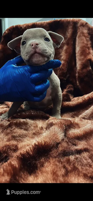 American Bully Pup Male – American Bully puppy for sale in San Antonio, TX