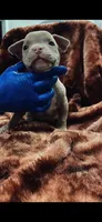 American Bully Pup Male, a male American Bully for sale in San Antonio, TX – 1 of 3