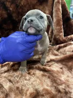 American Bully Pup, a female American Bully for sale in San Antonio, TX – 2 of 4
