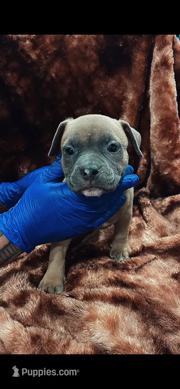 American Bully Pup – American Bully puppy for sale in San Antonio, TX