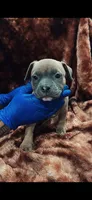 American Bully Pup, a female American Bully for sale in San Antonio, TX – 1 of 4