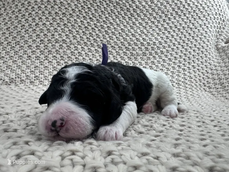 Lavender 💜 – Goldendoodle puppy for sale in Fredericksburg, VA
