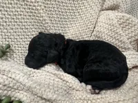 Onyx 🧡, a male Goldendoodle and Poodle - Standard  for sale in Fredericksburg, VA – 7 of 7