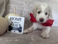 Bricks ❤️, a male Goldendoodle and Poodle - Standard  for sale in Fredericksburg, VA – 1 of 10