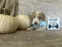 Jade 🩵, a female Goldendoodle and Poodle - Standard  for sale in Fredericksburg, VA – 4 of 10