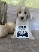 Ivory 🤍, a female Goldendoodle and Poodle - Standard  for sale in Fredericksburg, VA – 2 of 10