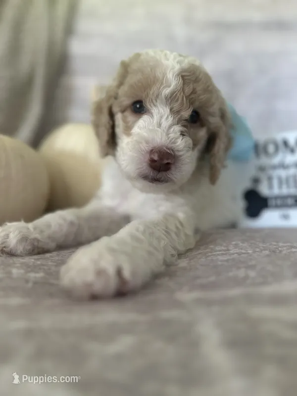 Jade 🩵 – Goldendoodle, Poodle - Standard  puppy for sale in Fredericksburg, VA